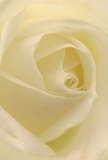 This vivid portrait draws you into the very heart of a cream-ivory rose, as if nestled within the petals themselves somewhere near the lively markets of Waterloo. The petals unfurl in soft, swirling layers, their delicate circular shapes overlapping with a whisper-weight touch that recalls the coolness of dawn or the tender calm felt after rain. The lighting is pure and even, allowing silky textures to stand out against gentle shadows softly tracing the folds. There's an atmosphere of tranquility-a quiet pause within the urban rush, akin to pausing in a leafy garden tucked behind historic terraces. As a florist deeply rooted in the community, I see in this bloom a pure emblem of reverence and gentle admiration-perfect for expressing sympathy, commemorating a milestone, or simply sharing hope. There is just the faintest echo of sweet fragrance-a balm that soothes and uplifts. The close perspective reveals not just the flower's elegance, but the devoted care behind every Waterloo bouquet prepared for life's treasured occasions.